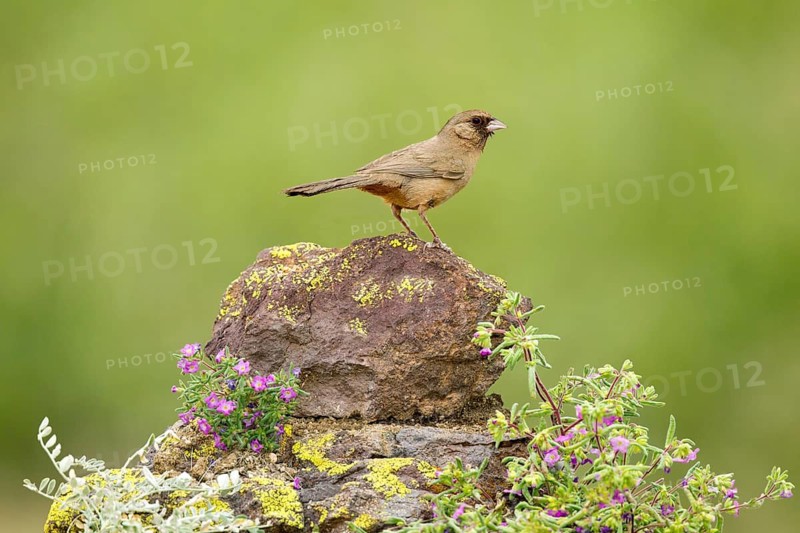 Abert's Towhee Pipilo aberti Tucson, Pima County, Arizona, United States 21 May Adult Emberizidae