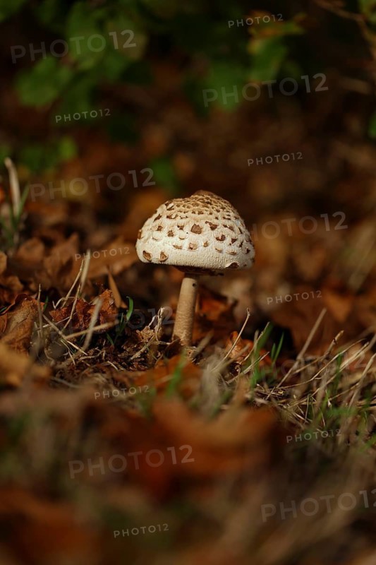 A young parasol mushroom (Macrolepiota procera) in a forest in autumn, North Rhine-Westphalia, Germany