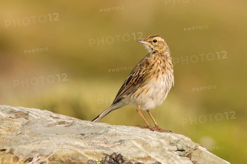 Australian Pipit (Anthus australis), Victoria, Australia