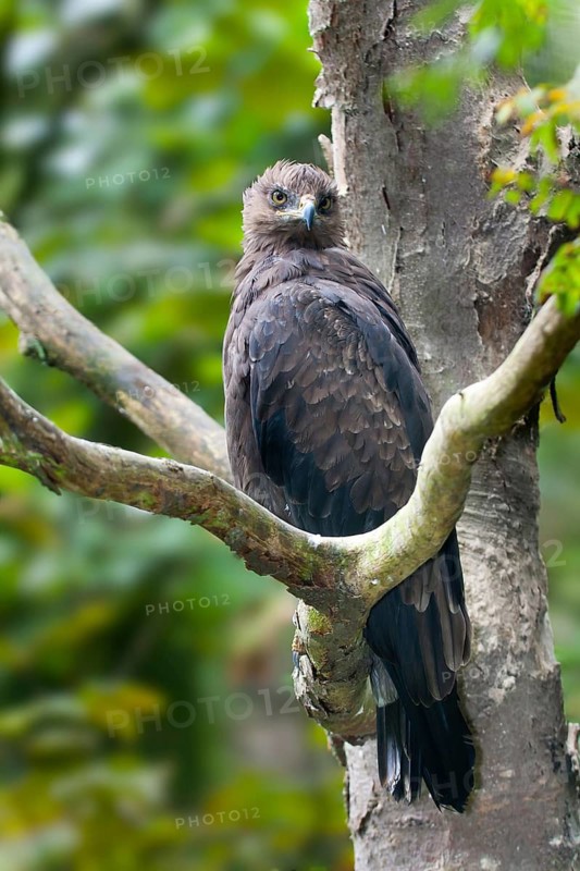 Lesser Spotted Eagle (Clanga pomarina), Mecklenburg-Western Pomerania, Germany