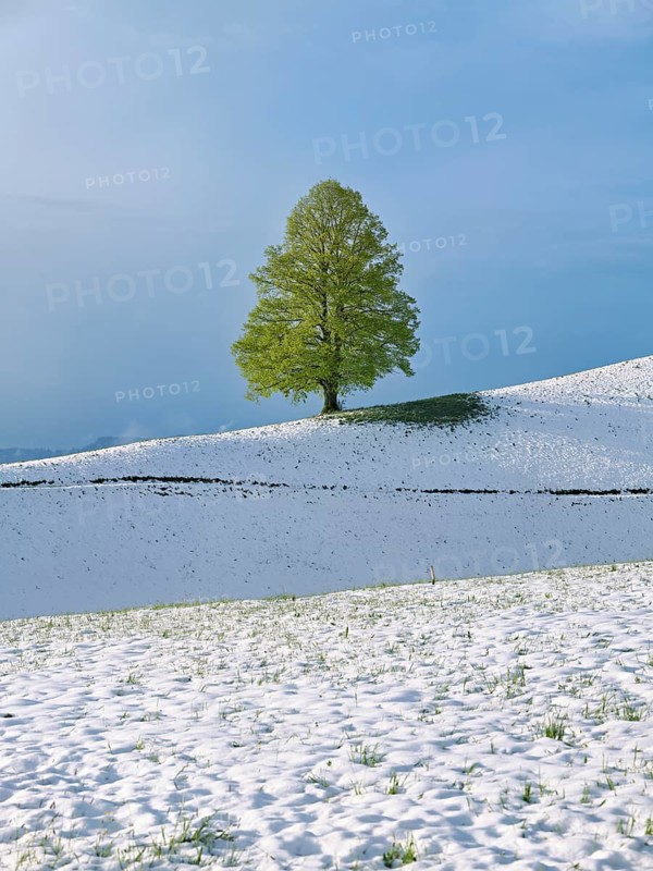 Solitary tree, lime tree (Tilia), standing on a snow-covered hill during leaf emergence, Neuheim, Canton Zug, Switzerland