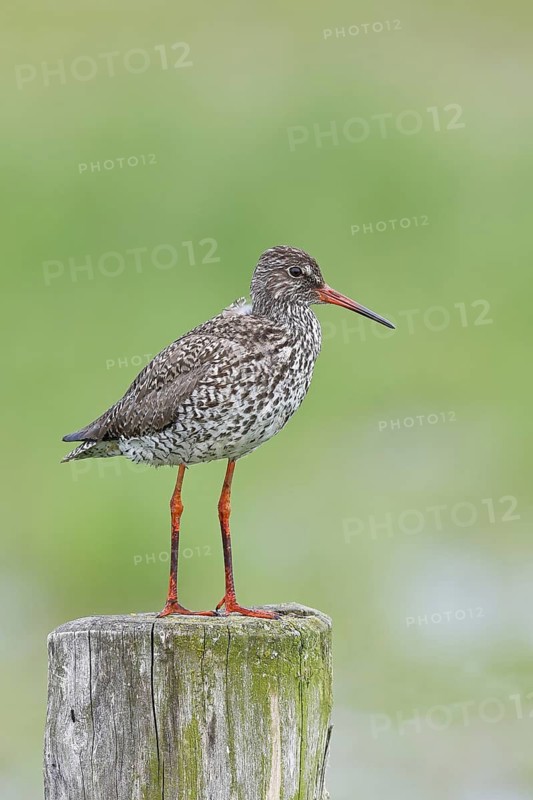 Redshank (Tringa totanus) standing on a pasture fence post, snipe bird, spring, wildlife, Hüde, Ochsenmoor, Dümmer See, Hüde, Lower Saxony, Germany