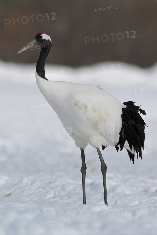 Red-crowned Crane (Grus japonensis), Hokkaido, Japan
