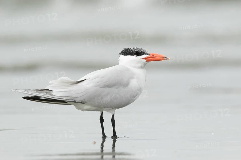 Caspian Tern (Hydroprogne caspia), Gambia