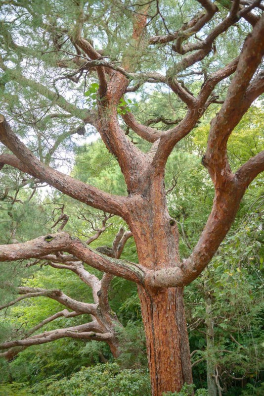 Japanese red pine (Pinus densiflora), Super Rindo Forest Road, Kyoto, Honshu, Japan