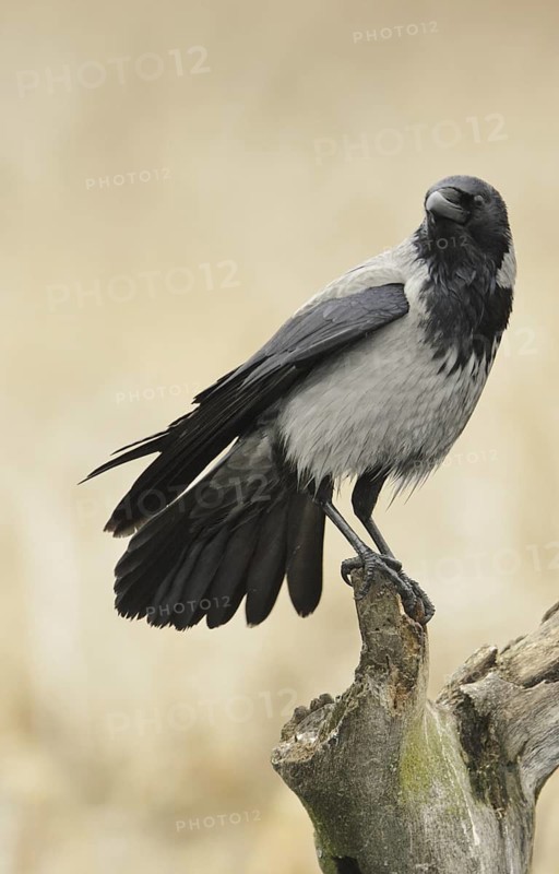Hooded Crow (Corvus cornix), Mecklenburg-Western Pomerania, Germany