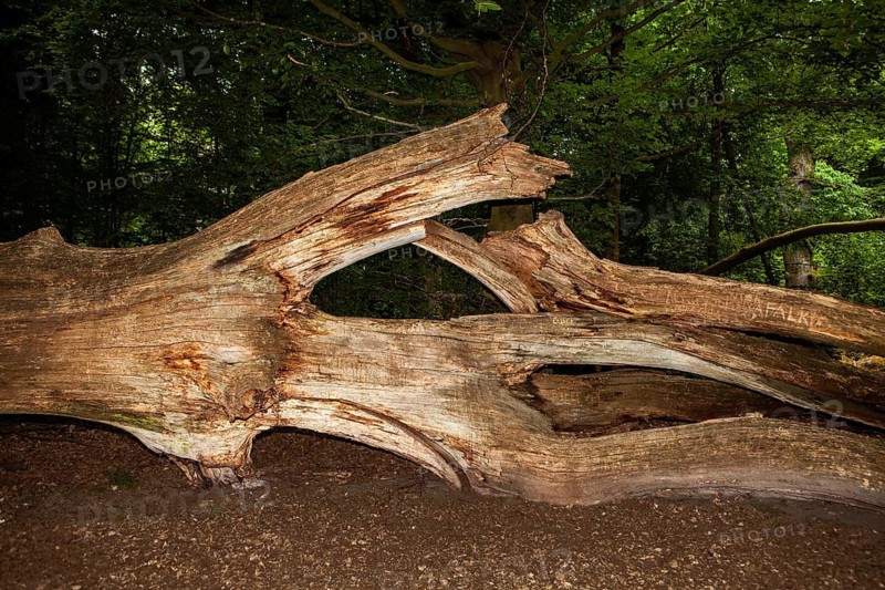 Old rotten oak tree, Primeval forest Urwald Sababurg, Hofgeismar, Weser Uplands, Weserbergland, Hesse, Germany