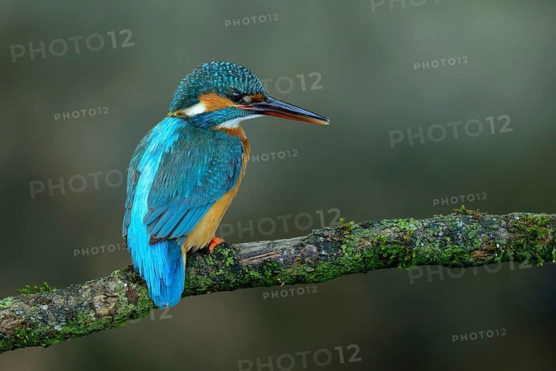 Common Kingfisher (Alcedo atthis) female perched on a branch, Lower Saxony, Germany