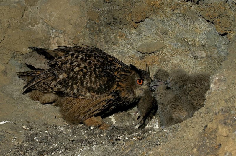 Aves