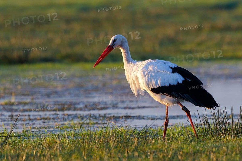 White Stork (Ciconia ciconia) foraging, North Rhine-Westphalia, Germany