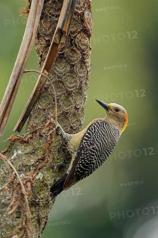 Golden-fronted Woodpecker (Melanerpes aurifrons) perched on a branch in Guatemala in Central America