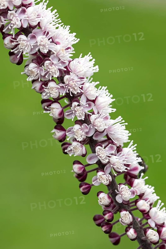 Silver primrose (Actaea simplex 'Chocoholic')