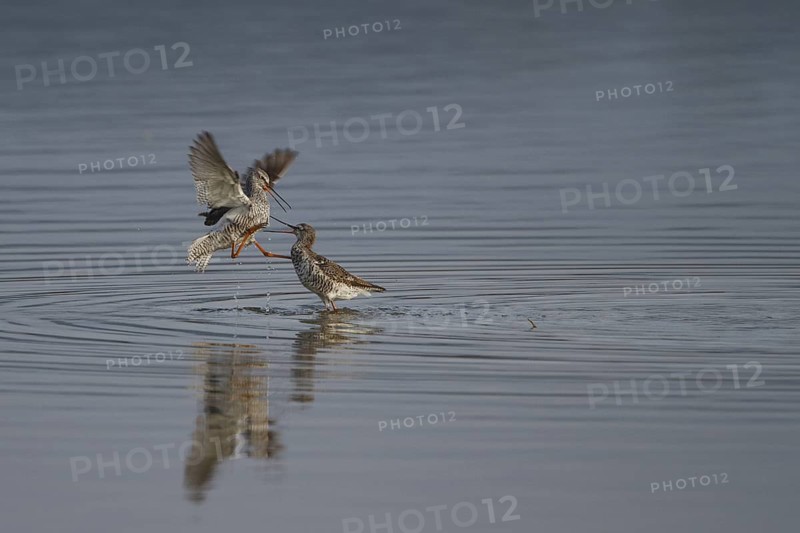 Spotted Redshank (Tringa erythropus) wrangling, Spain