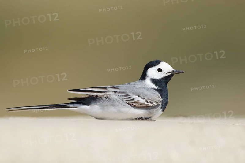 White Wagtail (Motacilla alba) male, Cyprus