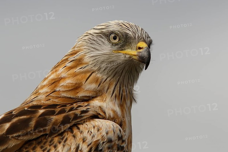 Red Kite (Milvus milvus), portrait, Castile and Leon, Spain