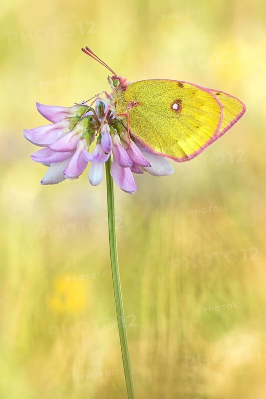 Der Alpen-Gelbling (Colias phicomone) auch Grünlicher Heufalter genannt