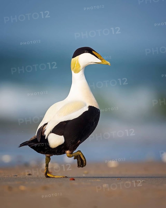 Common Eider (Somateria mollissima) male, Schleswig-Holstein, Germany