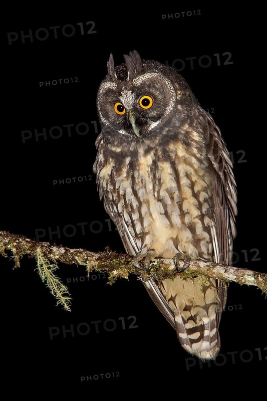 Stygian Owl (Asio stygius) perched on a branch in the Atlantic rainforest of southeast Brazil