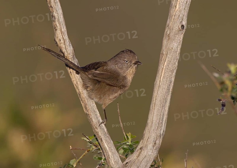 Wrentit (Chamaea fasciata), California, USA