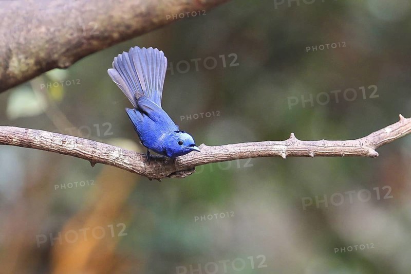 Black-naped Monarch (Hypothymis azurea) male perched on a branch, Kaeng Krachan, Thailand
