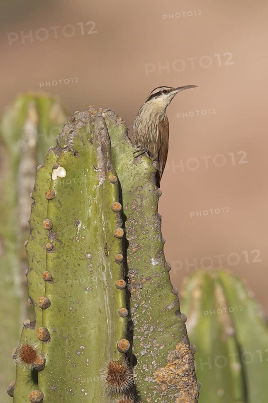 Narrow-billed Woodcreeper (Lepidocolaptes angustirostris) perched on a cactus in Bolivia, South America