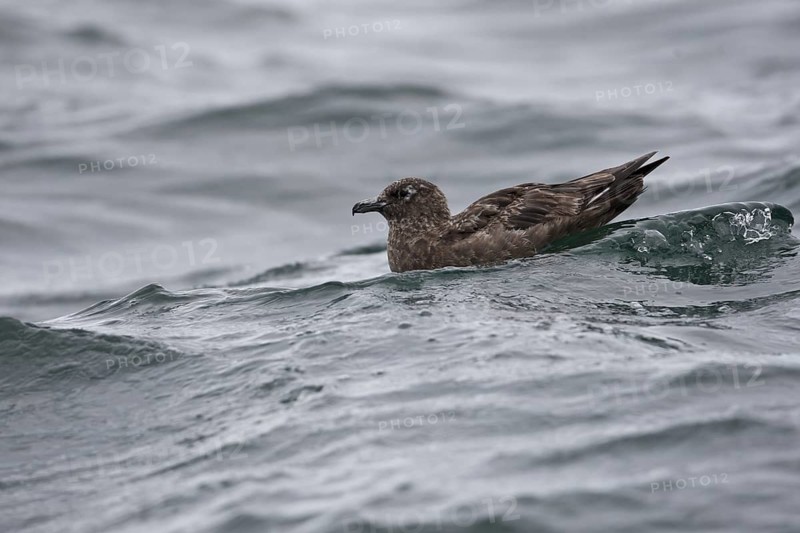 Great Skua (Stercorarius skua), North Sea, Germany