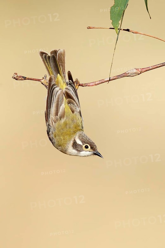 Brown-headed Honeyeater (Melithreptus brevirostris), Victoria, Australia