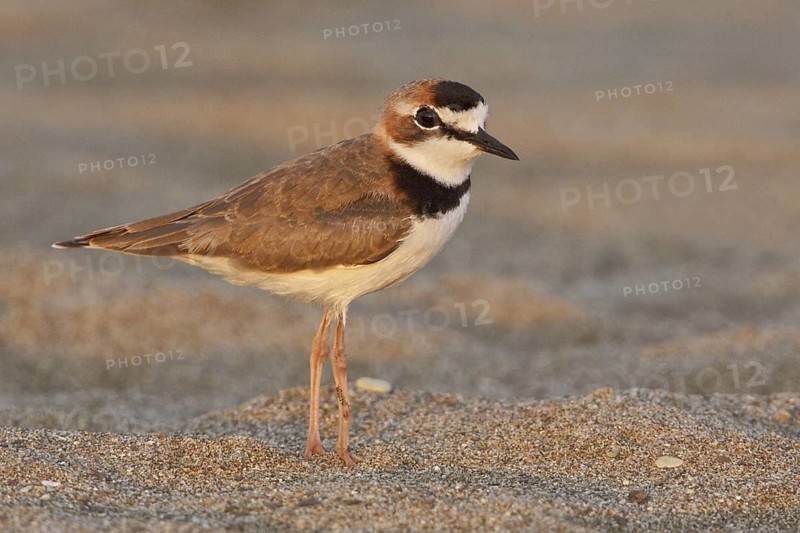 Collared Plover (Charadrius collaris), Ecuador
