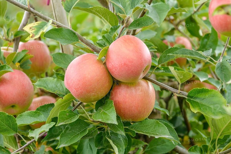 Apple (Malus domestica 'Pikosa'),  Germany