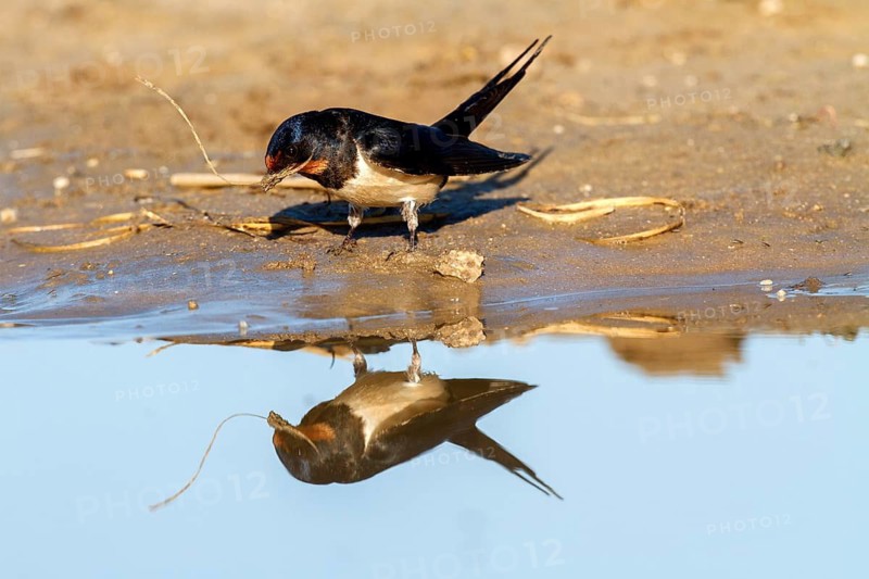 Barn Swallow (Hirundo rustica) looking for nesting material, Andalusia, Spain