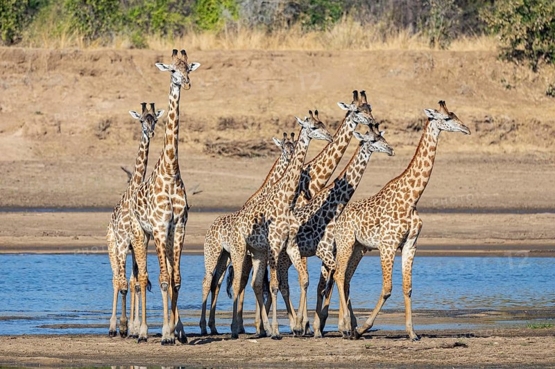 Thornicroft's Giraffe (Giraffa camelopardalis thornicrofti) crossing Luangwa River Zambia August