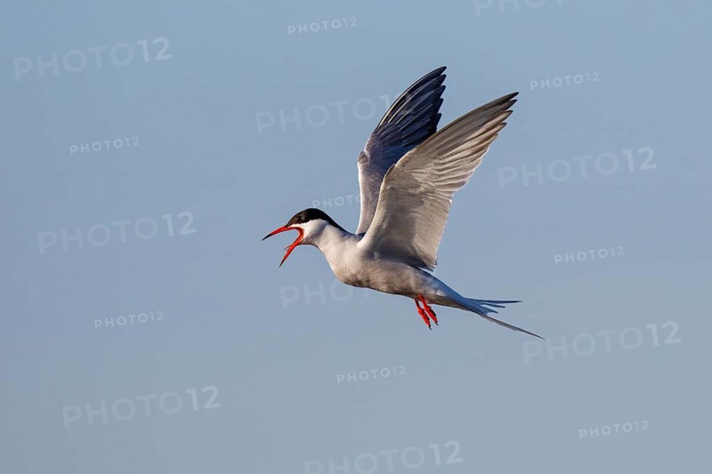 Common Tern (Sterna hirundo) calling in flight, Greece