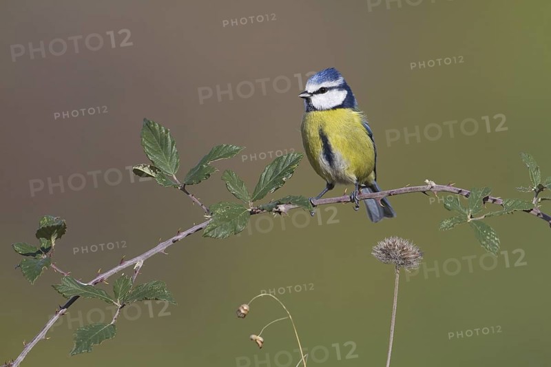 Eurasian Blue Tit (Cyanistes caeruleus), Portugal
