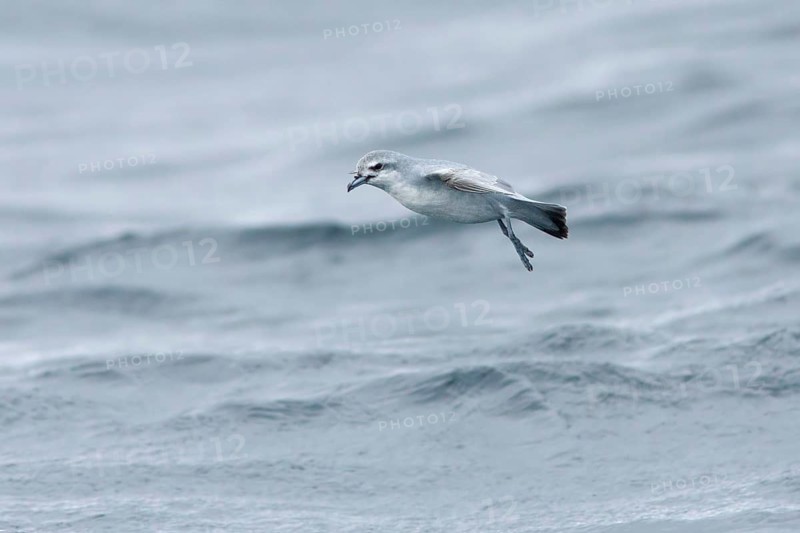 Fairy Prion (Pachyptila turtur) flying, Victoria, Australia