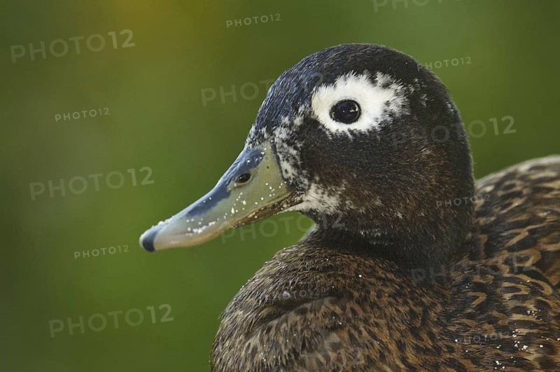 Laysan Duck (Anas laysanensis), Hawaii