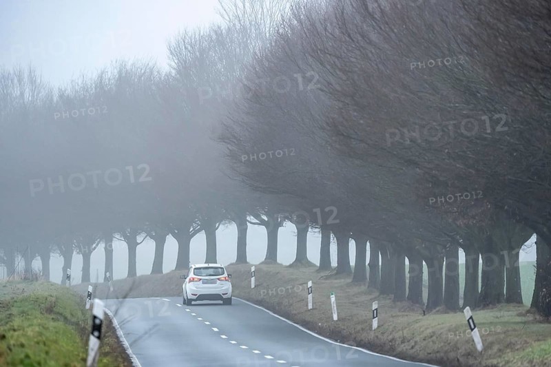 Thick fog, with low visibility, country road, Schuirweg, bare trees, winter, in Essen, North Rhine-Westphalia, Germany