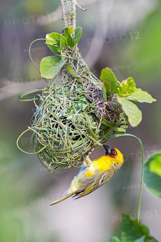 Ruppell's Weaver, Rueppell's Weaver, (Ploceus galbula), weaver bird building a nest, weaver birds, Ayn Hamran, Salalah, Dhofar, Oman