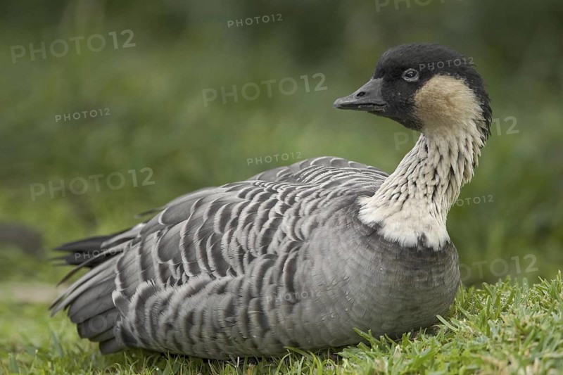 Nene (Branta sandvicensis), Hawaii, USA