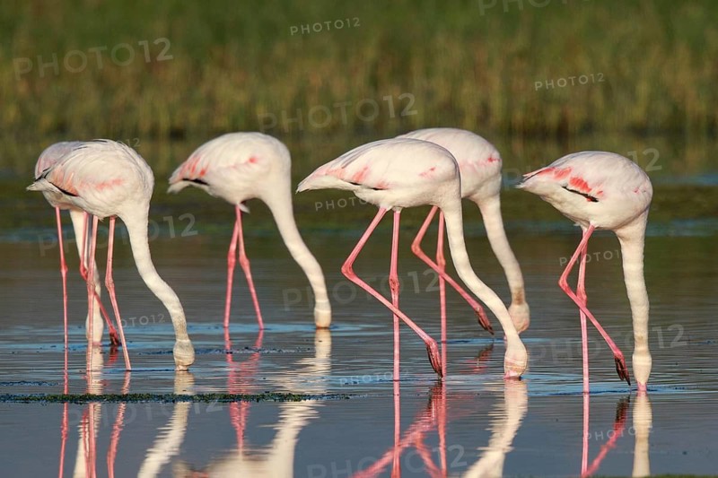 Greater Flamingo (Phoenicopterus roseus) group foraging in shallow water, Greece