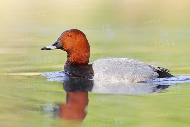 Common Pochard (Aythya ferina) male, Brandenburg, Germany
