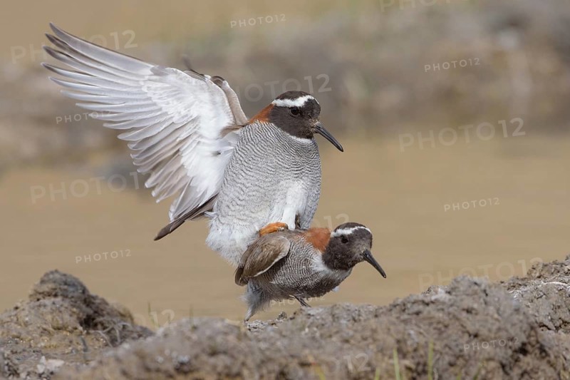 Diademed Plover (Phegornis mitchellii) pair mating, Santiago Metropolitan, Chile