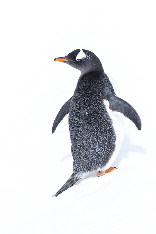 Gentoo Penguin (Pygoscelis papua) laying on snow on South Georgia Island