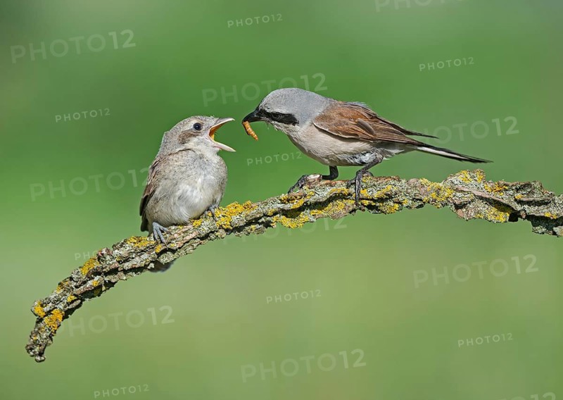 Red-backed Shrike (Lanius collurio) male feeding young, Aosta Valley, Italy