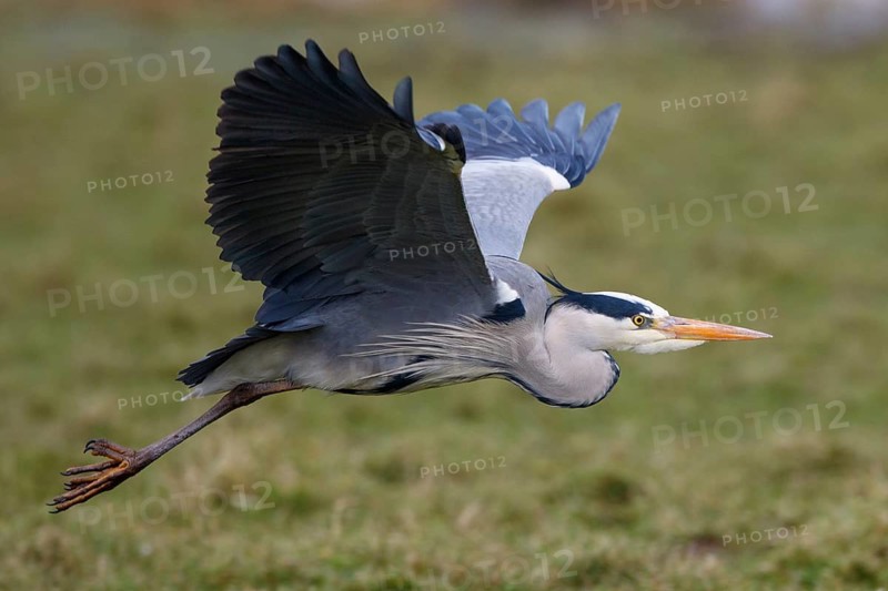 Grey Heron (Ardea cinerea) flying, Netherlands