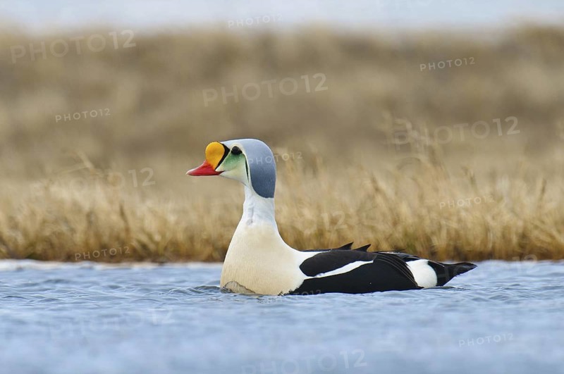 King Eider (Somateria spectabilis) male, Alaska, USA
