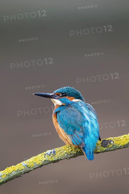 Common kingfisher (Alcedo atthis) adult male bird on a tree branch, England, United Kingdom