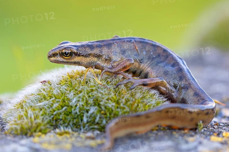 Pond newt, (Lissotriton vulgaris), Triturus vulgaris, animals, amphibians, amphibian family, amphibians, tailed amphibian, Wormser Ried nature reserve, Worms district, Rhineland-Palatinate, Germany