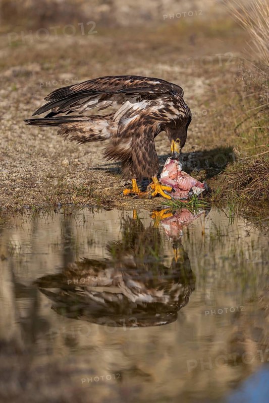 One white-tailed eagle (Haliaeetus albicilla) sitting lakeshore in early light, feeding on a common carp.Full reflection of the bird in the water