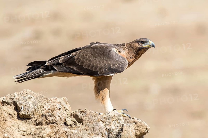 Bonelli's Eagle (Aquila fasciata) juvenile on ground, Andalusia, Spain