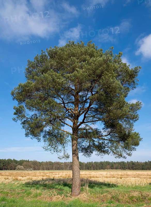 Scots pine, common pine (Pinus sylvestris) solitary, blue sky, Lower Saxony, Germany